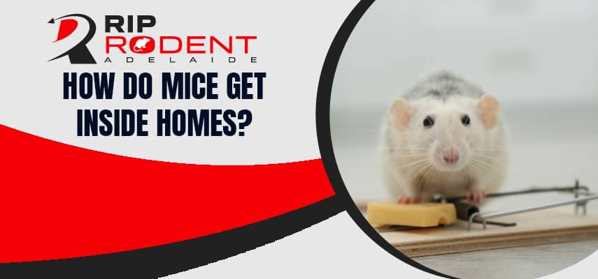 Mice Get Inside Homes